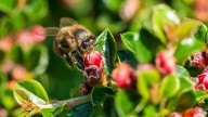 Con un cajón y un maple de huevos, creá el “hotel” perfecto para los insectos que benefician a tus plantas: seguí el paso a paso