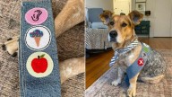 This New York Dog Started With One Handmade Badge And Ended Up With A Whole Collection