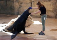 Denver Zoo’s huge sea lion with loud bark dies