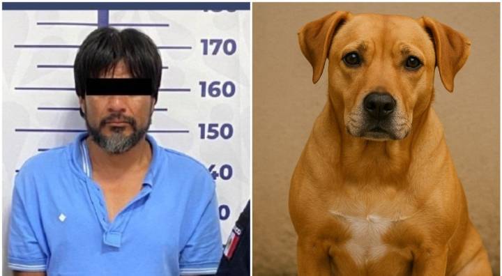 Perrita intenta defender a su dueña de ataque con cuchillo y la matan en Puebla