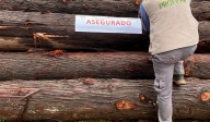 Presenta Profepa denuncias por tala ilegal en Reserva de la Biosfera de la Mariposa Monarca