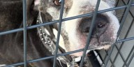 Dog with cancer left abandoned and emaciated at Southington park