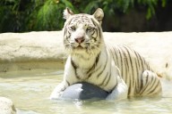 Muere Indira, icónica tigresa del Zoológico de Cali, tras agresión inusual de su cría