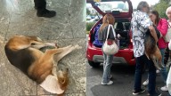 Rescatan a lomito abandonado en un centro comercial de Coyoacán, CdMx