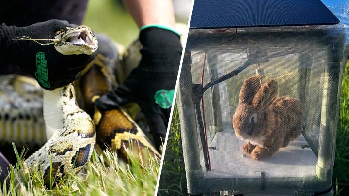 Florida turns to robot rabbits in battle against invasive Burmese pythons
