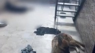 Hallan perro rottweiler sin vida y rescatan a otro en caso de presunto maltrato animal en La Floresta