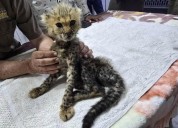 Cheetah cubs destined for the illegal trade in exotic wildlife rescued in Somaliland