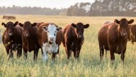 La Sociedad Rural de Neuquén pidió declarar la emergencia ganadera: “No hay campo que aguante la carga”