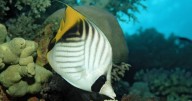 These fish may feel pleasure while being groomed by other fish