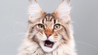 Why Does My Cat Meow at Night? Like, All Night...