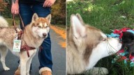A Walk In The Woods With A Georgia Therapy Dog Turns Into A Surprising Discovery