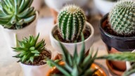 Por qué no tenés que tener cactus en casa, según el Feng Shui