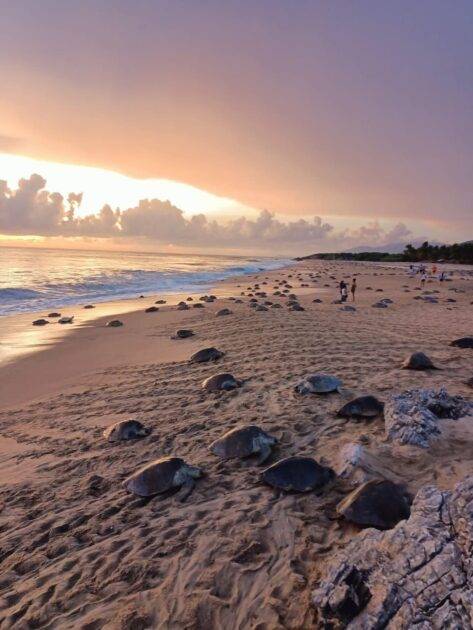Comienzan arribazones masivas de tortugas marinas en Michoacán: Compesca