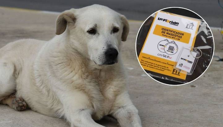 Para vecinos de La Florida: Así puedes recibir un collar de rastreo gratuito para tu mascota