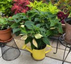 Poinsettia can become beautiful summertime plant