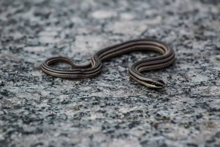 Fauna silvestre en peligro por desarrollo urbano sin medida