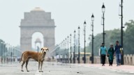 What happens to New Delhi's stray dogs as India's top court orders them off the streets?