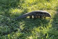 What To Know About The Tegu Lizard In Old Town