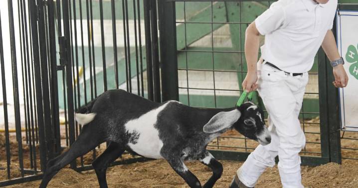 Day three of Ashtabula County Fair delivers a full barn of fun