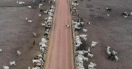 La ganadería sostenible podría frenar las emisiones de metano en Brasil, según ecologistas