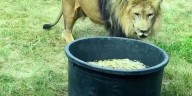 Roaring 20s: 2nd oldest male lion in a facility celebrates birthday at Akron Zoo
