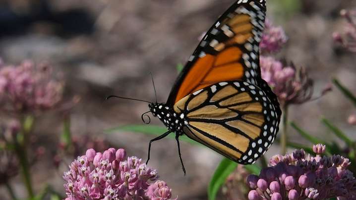 Monarch butterfly migration starts soon: How to see them in Oklahoma