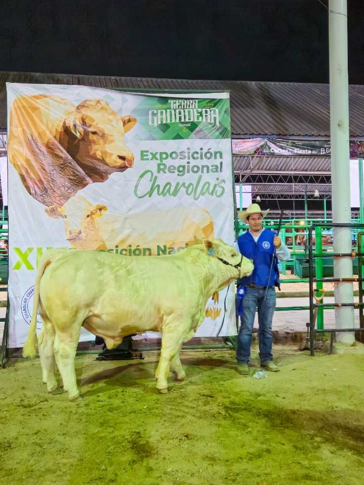 REALIZAN CON ÉXITO MUESTRA DE GANADO CHARBRAY EN LA FENAPO