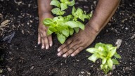Potting Soil Vs Garden Soil: What's The Difference? (Plus, How To Choose The Right One)