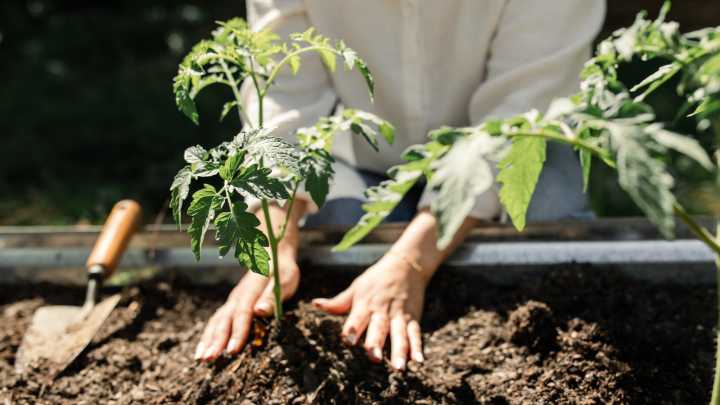 How To Grow Tomatoes From Cuttings With An Easy Propagation Technique