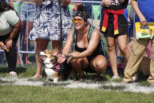 Corgi love on display at Hoffman Estates dog race