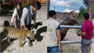 Asegura Profepa Tigre de Bengala, Hipopótamo y Faisán Dorado en Tecozautla, Hidalgo