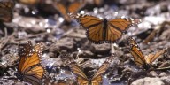 Millions of butterflies begin their annual migration ahead of winter