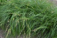 Need a shade plant or a lawn alternative that deer won’t eat? George’s Plant Pick of the Week