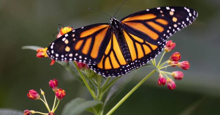 Co-ordinated plan needed to save 'alarmingly low' monarch butterfly population: study