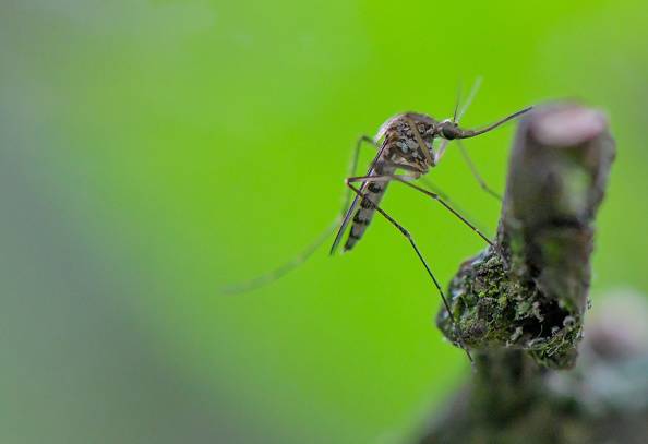 West Nile Still Present in Floyd County
