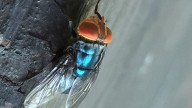 Person in U.S. is diagnosed with New World screwworm parasite