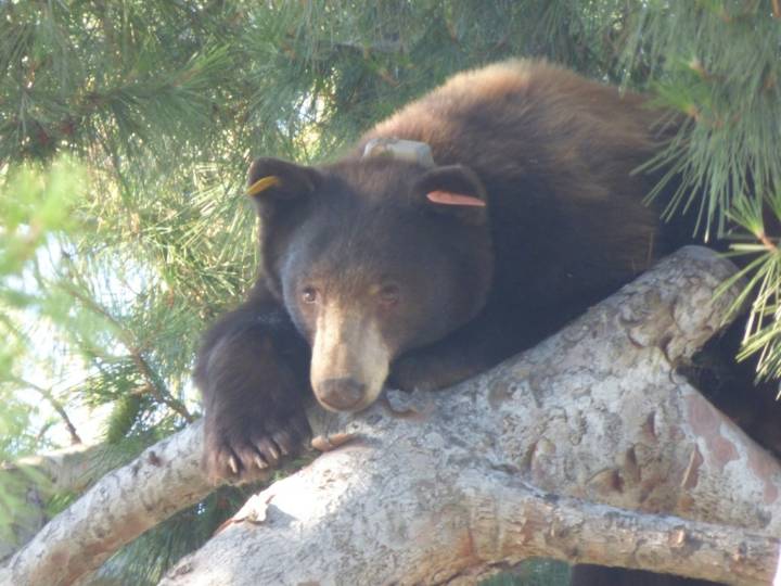 Meet Santa Monica Mountains’ first black bear family in decades