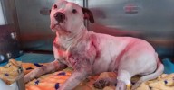 Benji, el perrito apuñalado en Teusaquillo al defender a su dueño