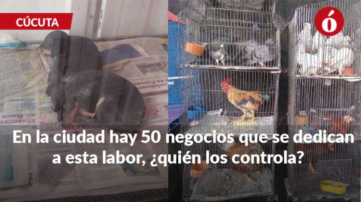 Venta de perros, aves y conejos enjaulados en Cúcuta genera críticas y graves denuncias