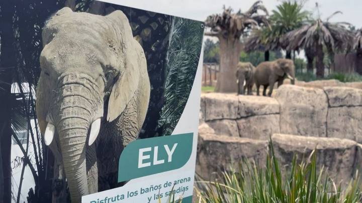 ¿Qué ha pasado con el fallo histórico para la elefanta Ely?
