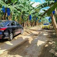 Panama hopes to secure return of US banana giant Chiquita