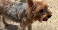 Woman recognizes her dog trembling at Whitehaven grooming business in viral video