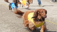 '10 pounds of fury.' Wiener dog races a hit at Stark County Fair