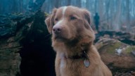 Good Boy: La película de terror desde la perspectiva de un perro que ya causa sensación