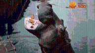 Sedgwick County Zoo mourns loss of its last hippopotamus, Sweetie Pie