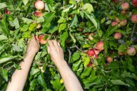 The Scrappy Volunteers Rescuing Fruit From East Bay Backyards
