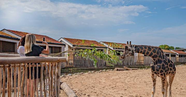 Chester Zoo unveils first look at new luxury wildlife lodges with giraffes and zebras
