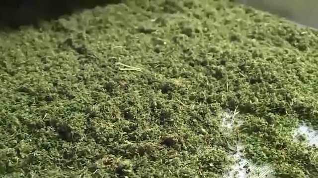 As Trump looks at reclassifying cannabis, NH governor says state law won't change