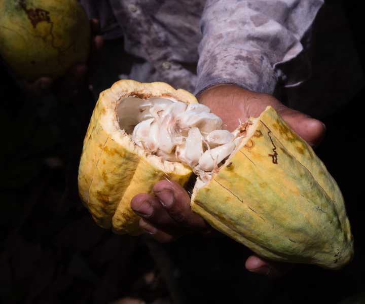 Producción de cacao en el país aumentó 10% en el primer...