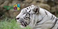 Zoológico de Cali explicó la muerte de Indira, la tigresa de bengala blanca atacada por su propia cría: “Presentó un paro cardiorrespiratorio”